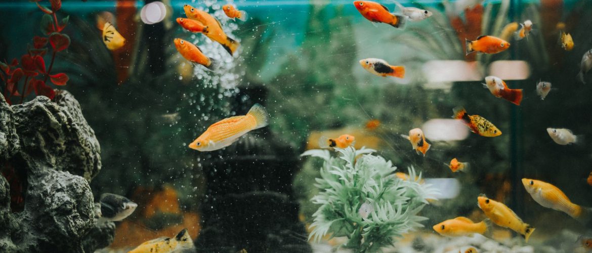 Awe-Inspiring Aquascapes: Unleashing the Beauty of Fish Tanks