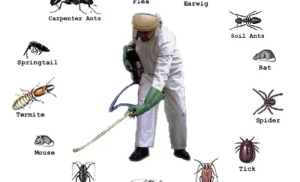 Inside Commercial Pest Control: Sydney’s Strategies