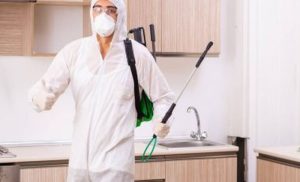 Sydney Pest Control: The Importance of Proper Sanitation in Pest Prevention