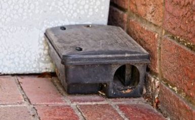 Pest Control for Rats: A Proactive Approach