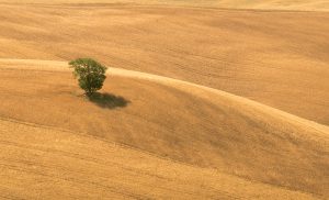 Elevated Realism Capturing Life with Drone Photography