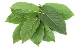 Visit Our Website for More on Kratom Measurement