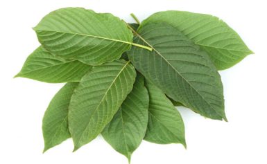 Visit Our Website for More on Kratom Measurement