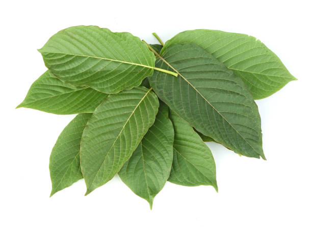 Visit Our Website for More on Kratom Measurement